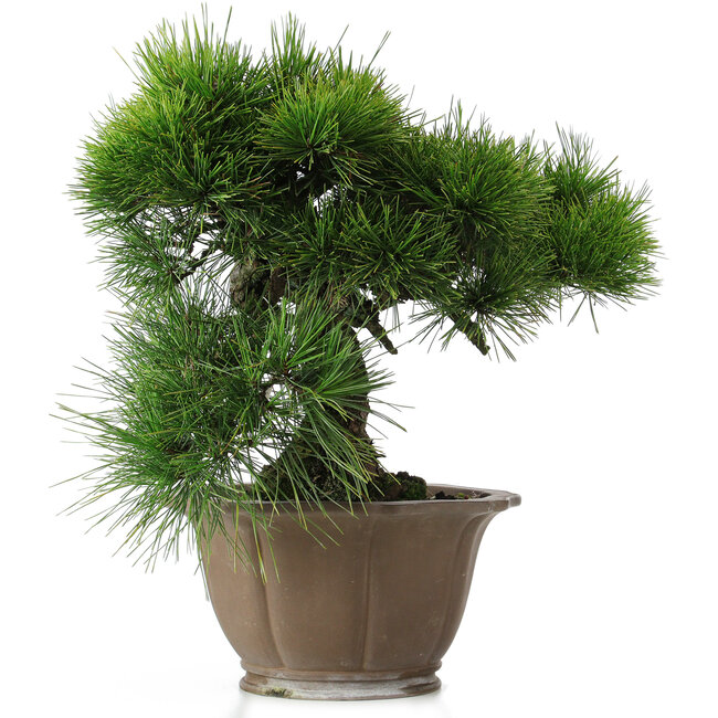 Pinus thunbergii, 45 cm, ± 40 jaar oud, in een beschadigde pot