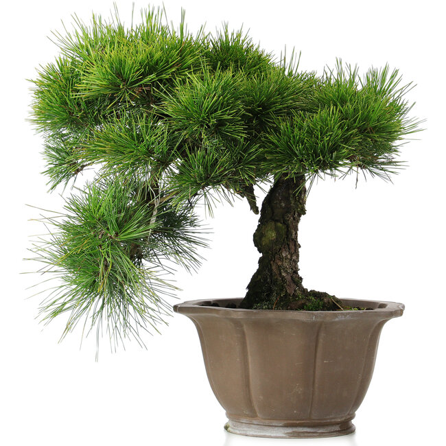 Pinus thunbergii, 45 cm, ± 40 ans, dans un pot endommagé