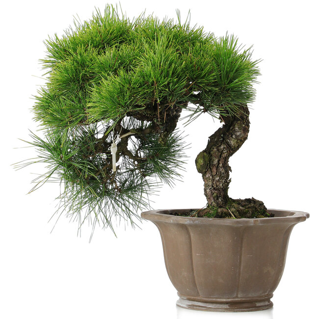 Pinus thunbergii, 45 cm, ± 40 anni, in vaso danneggiato