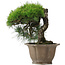 Pinus thunbergii, 45 cm, ± 40 years old, in a damaged pot