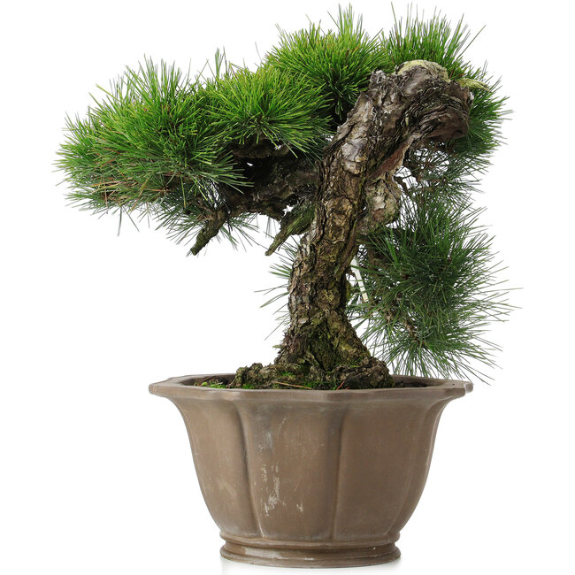 Pinus thunbergii, 45 cm, ± 40 ans, dans un pot endommagé