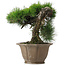 Pinus thunbergii, 45 cm, ± 40 anni, in vaso danneggiato