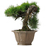 Pinus thunbergii, 45 cm, ± 40 jaar oud, in een beschadigde pot