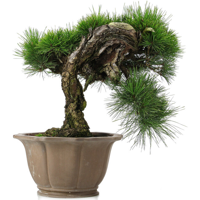 Pinus thunbergii, 45 cm, ± 40 ans, dans un pot endommagé