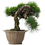 Pinus thunbergii, 45 cm, ± 40 anni, in vaso danneggiato