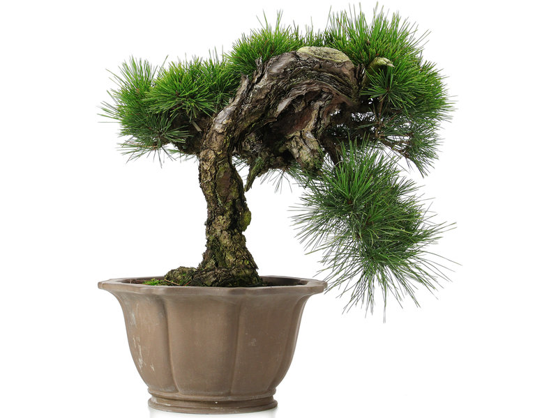 Pinus thunbergii, 45 cm, ± 40 years old, in a damaged pot