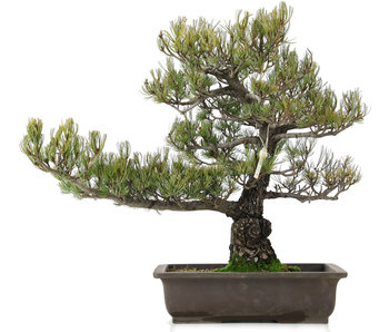 Pinus parviflora, 52 cm, ± 25 años