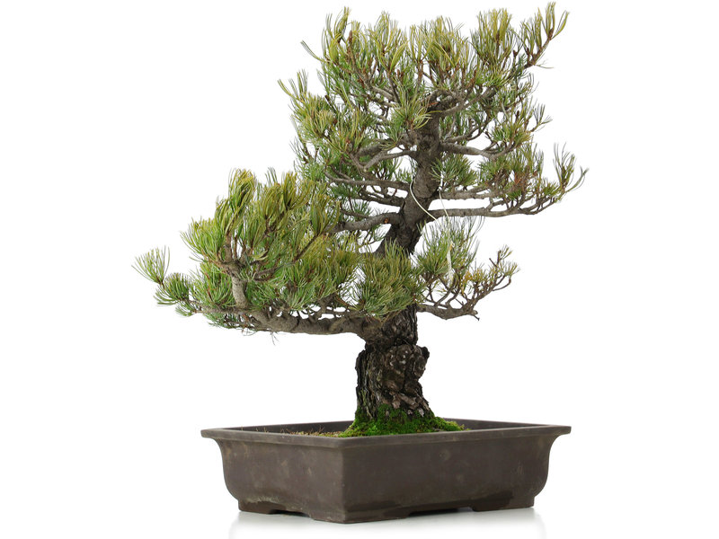 Pinus parviflora, 52 cm, ± 25 years old