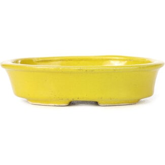 Seto 110 mm oval yellow bonsai pot by Seto, Japan