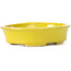 Pot à bonsaï ovale jaune par Seto - 110 x 90 x 30 mm
