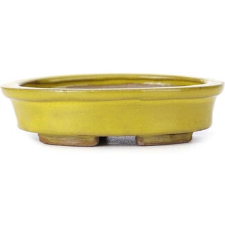 Seto 100 mm oval yellow bonsai pot by Seto, Japan