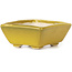 Pot à bonsaï rectangulaire jaune par Seto - 80 x 65 x 30 mm