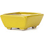 Pot à bonsaï rectangulaire jaune par Seto - 75 x 65 x 30 mm