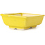 Vaso bonsai giallo rettangolare di Seto - 80 x 65 x 30 mm