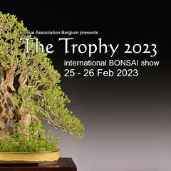 Vaso bonsai ovale 400 mm. - VIAB_0212