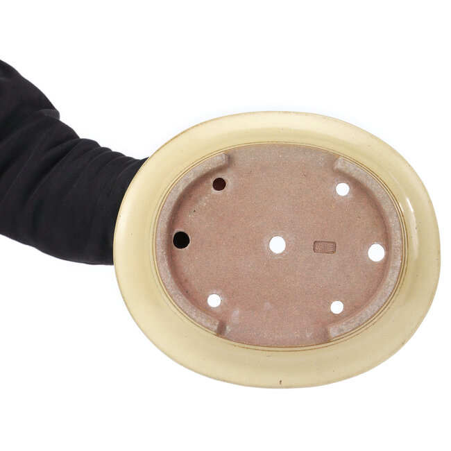 Pot à bonsaï ovale beige par Reiho - 320 x 270 x 105 mm