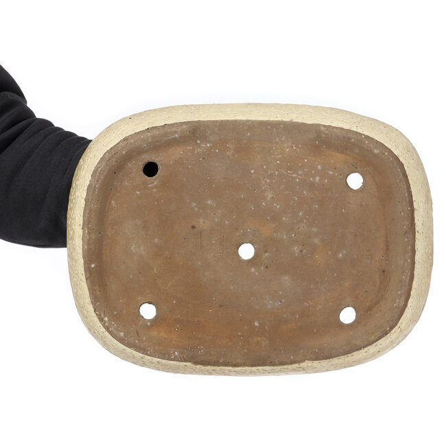 Pot à bonsaï ovale beige par Shuhou - 360 x 270 x 65 mm