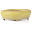 Oval yellow bonsai pot - 290 x 215 x 83 mm