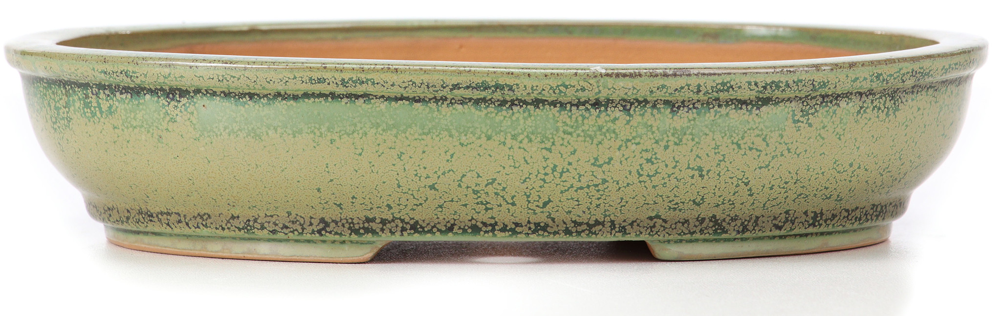 bonsai planter Dwarf Jade Mame in Willow Bonsai Pot – Bonsai Bar main image 1
