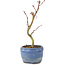 Acer palmatum Korihime, 16 cm, ± 4 jaar oud