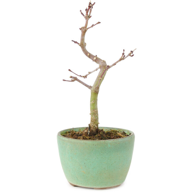 Acer palmatum Korihime, 14,5 cm, ± 4 Jahre alt