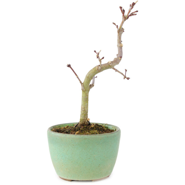 Acer palmatum Korihime, 14,5 cm, ± 4 Jahre alt