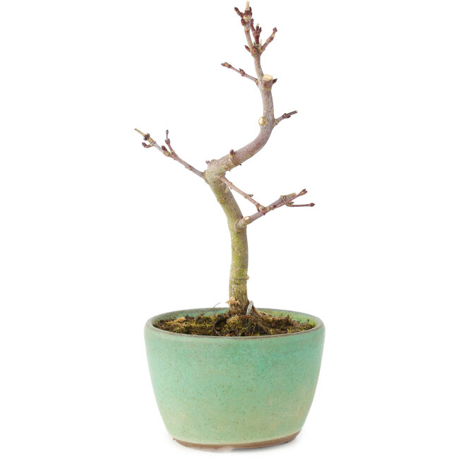 Acer palmatum Korihime, 14,5 cm, ± 4 jaar oud