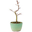 Acer palmatum Korihime, 14,5 cm, ± 4 jaar oud