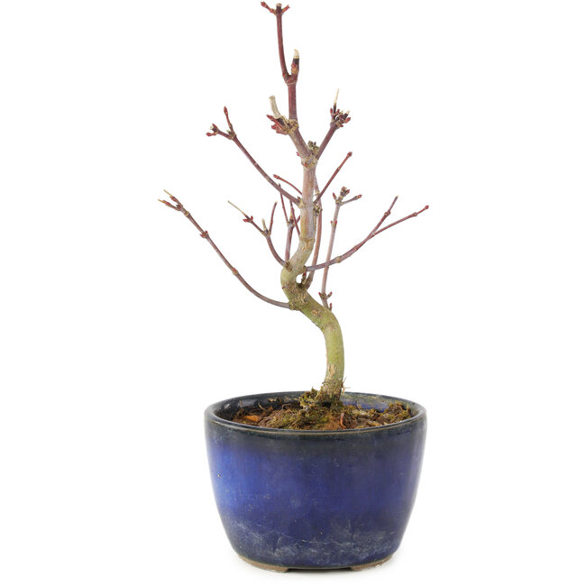 Acer palmatum Korihime, 14,5 cm, ± 4 jaar oud