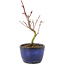 Acer palmatum Korihime, 14,5 cm, ± 4 jaar oud