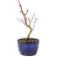 Acer palmatum Korihime, 14,5 cm, ± 4 Jahre alt