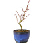 Acer palmatum Korihime, 14,5 cm, ± 4 Jahre alt