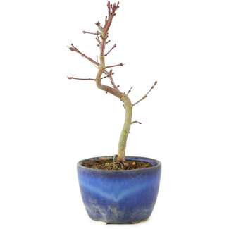 Acer palmatum Korihime, 16,5 cm, ± 4 Jahre alt