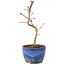 Acer palmatum Korihime, 16,5 cm, ± 4 jaar oud