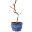 Acer palmatum Korihime, 16,5 cm, ± 4 Jahre alt