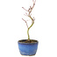Acer palmatum Korihime, 14,5 cm, ± 4 jaar oud