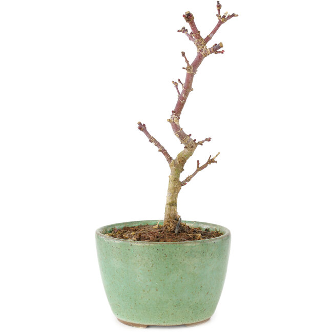 Acer palmatum Korihime, 13,5 cm, ± 4 jaar oud