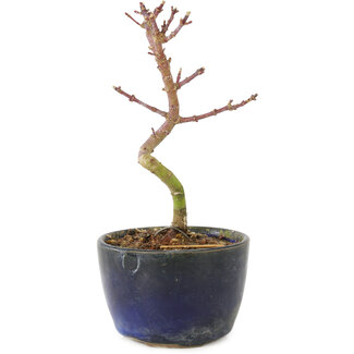 Acer palmatum Korihime, 13 cm, ± 4 años