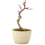 Acer palmatum Korihime, 12,5 cm, ± 4 jaar oud