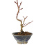 Acer palmatum Korihime, 15 cm, ± 4 ans