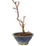 Acer palmatum Korihime, 15 cm, ± 4 ans