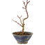Acer palmatum Korihime, 15 cm, ± 4 ans