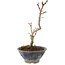 Acer palmatum Korihime, 15 cm, ± 4 ans