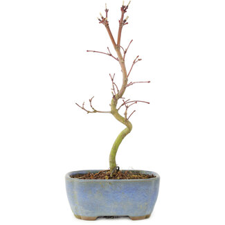 Acer palmatum Korihime, 17,5 cm, ± 4 años