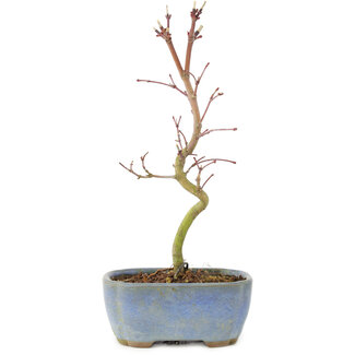 Acer palmatum Korihime, 17,5 cm, ± 4 years old