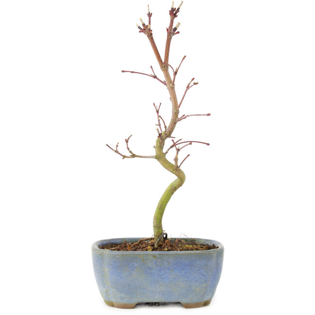 Acer palmatum Korihime, 17,5 cm, ± 4 años