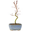 Acer palmatum Korihime, 17,5 cm, ± 4 años