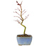 Acer palmatum Korihime, 17,5 cm, ± 4 años