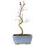 Acer palmatum Korihime, 17,5 cm, ± 4 años