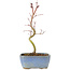 Acer palmatum Korihime, 17,5 cm, ± 4 jaar oud